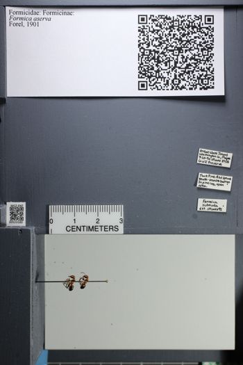 Media type: image;   Entomology 523183